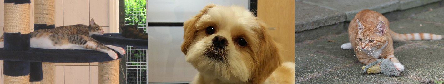 wp80875a5f.png